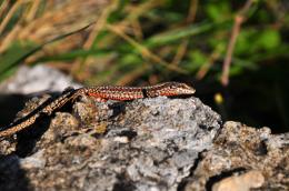 Redlizzard